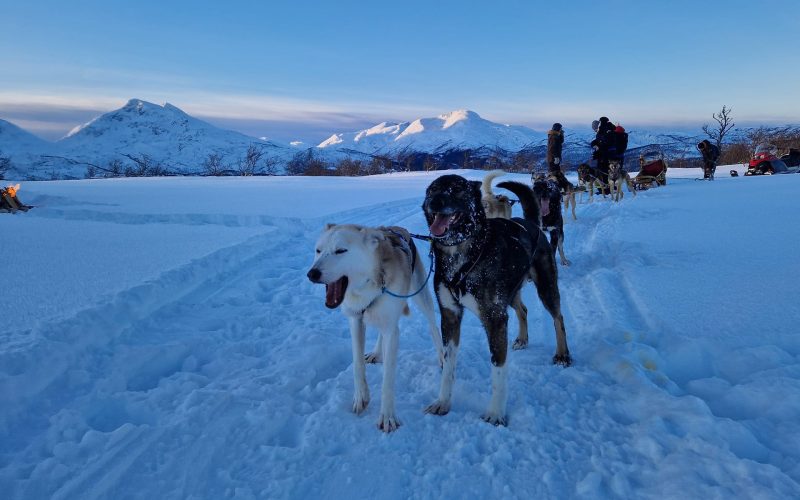 Adventurous and exclusive Dog sledding